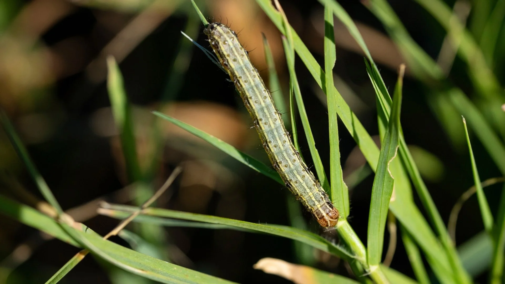 Armyworms in North Texas: Signs, Impact & Effective Pest Control Solutions