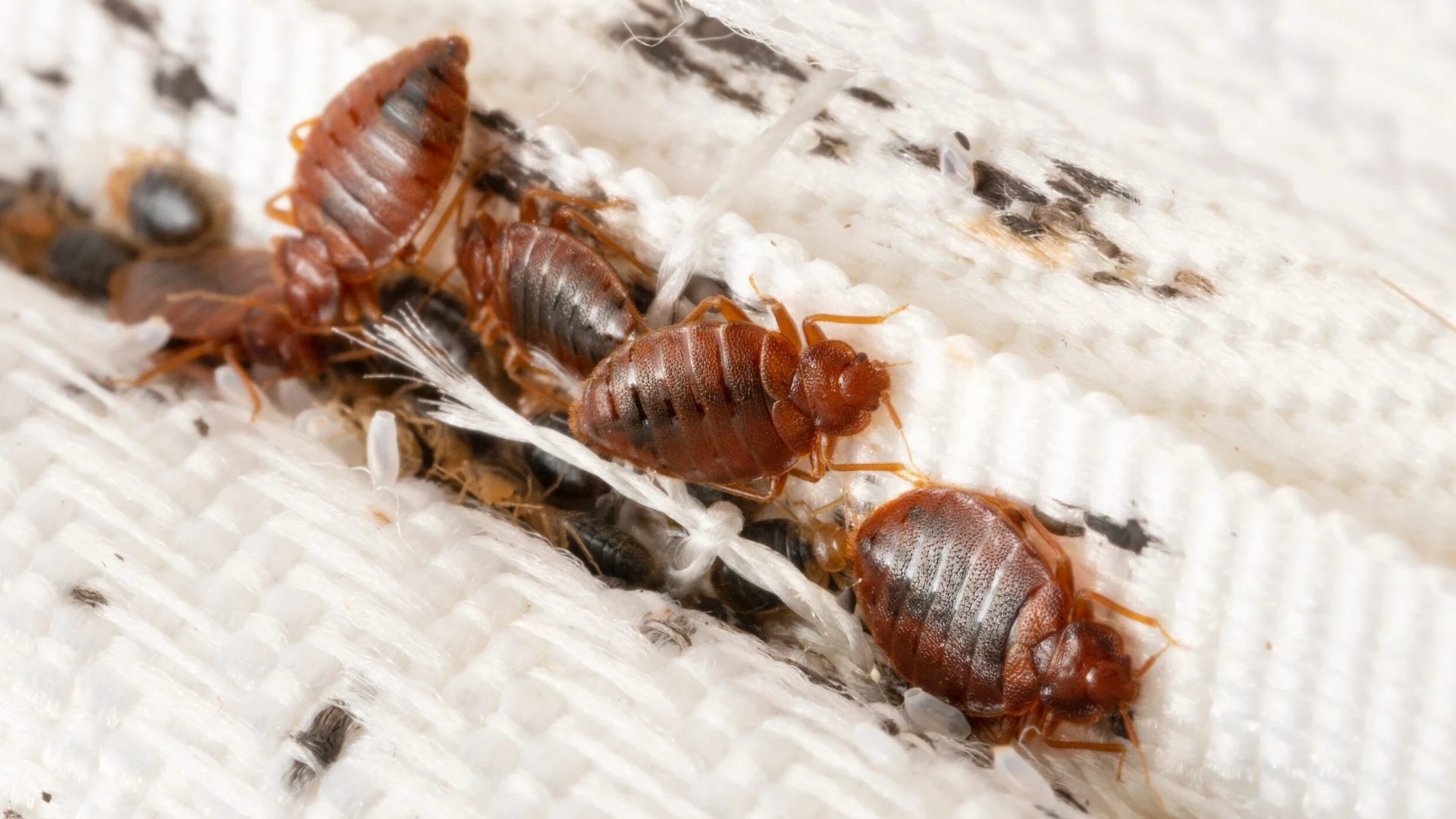 Close-up of bed bugs on a mattress seam, showing various sizes and the distinct texture of their bodies against the fabric.