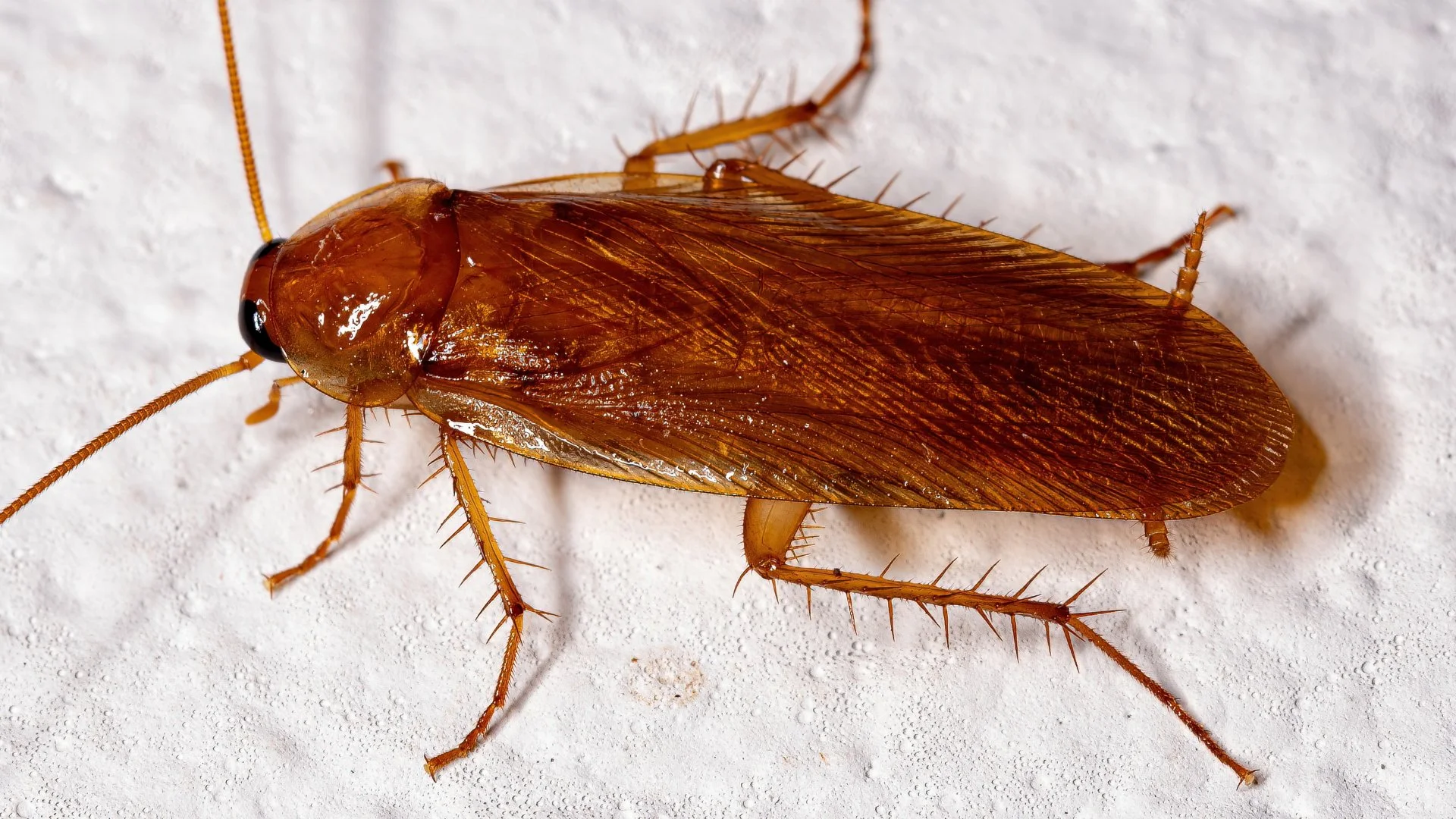 Close-up of a brown cockroach on a white surface, highlighting its distinct body shape and texture.
