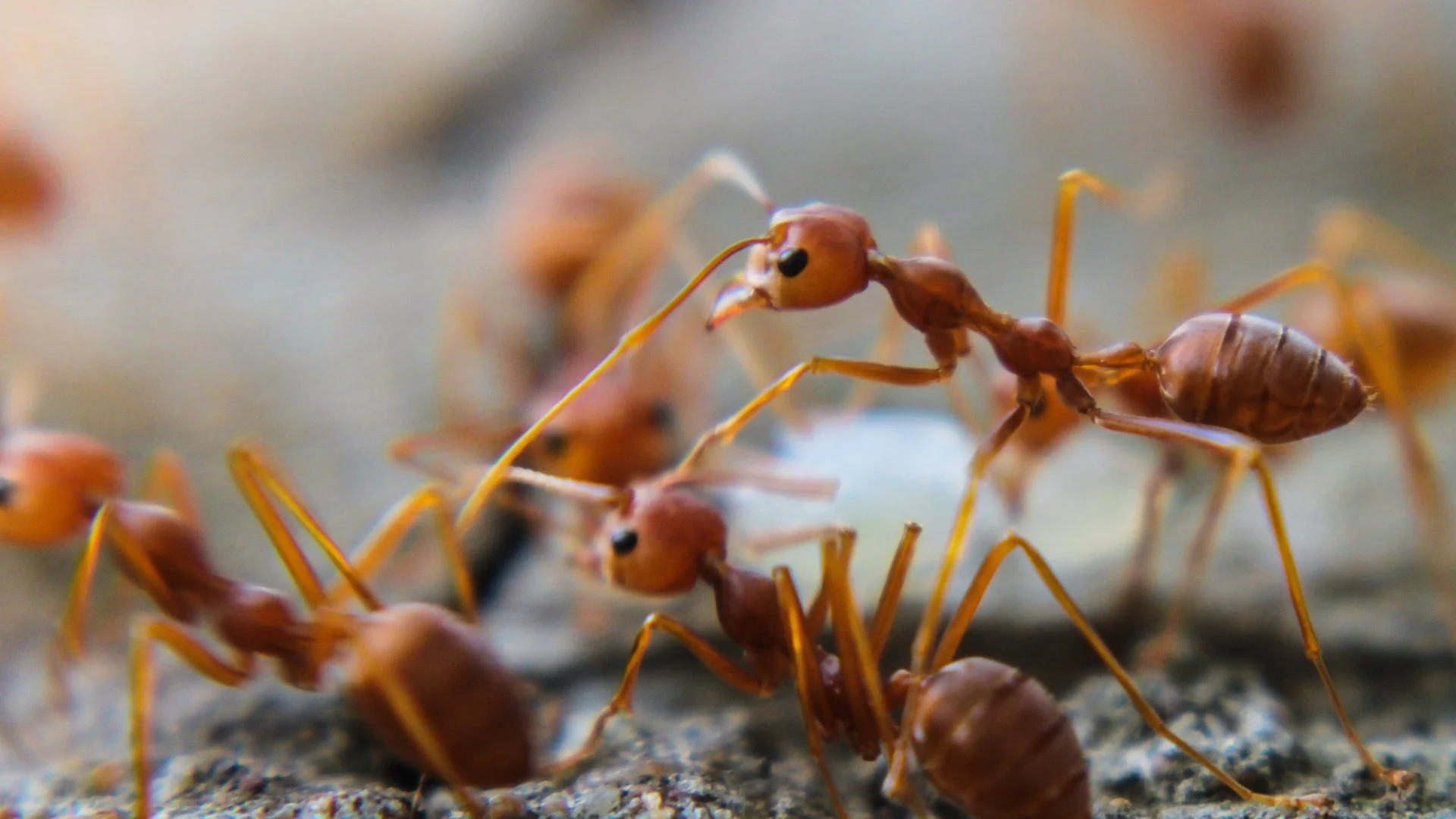 What You Need to Do if Fire Ants Have Infested Your Lawn
