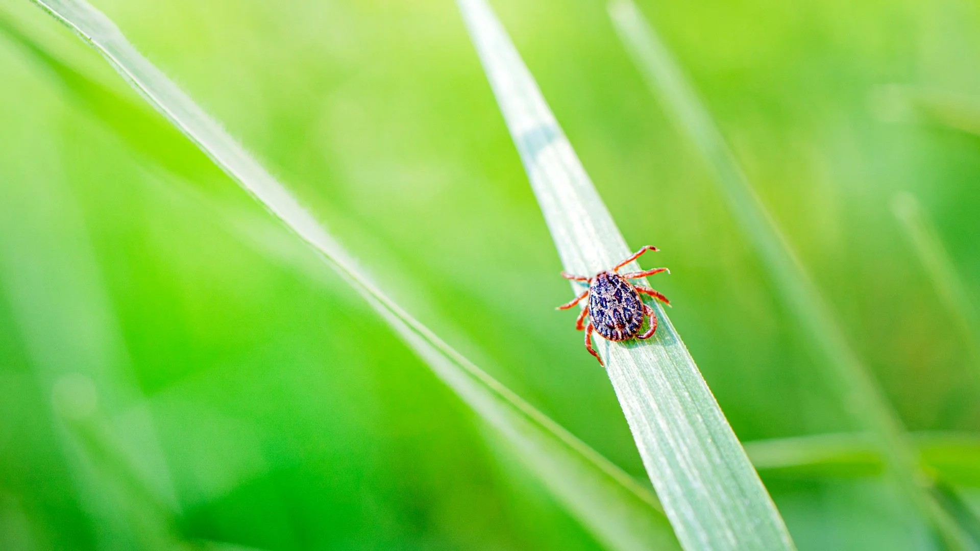 Close-up of a tick resting on a green blade of grass, with a soft blurred background highlighting the natural environment.
