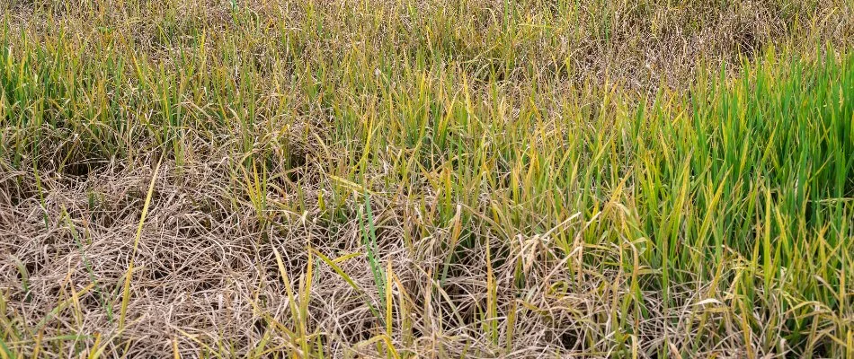 Lawn suffering from fertilizer burn in Fort Worth, TX.