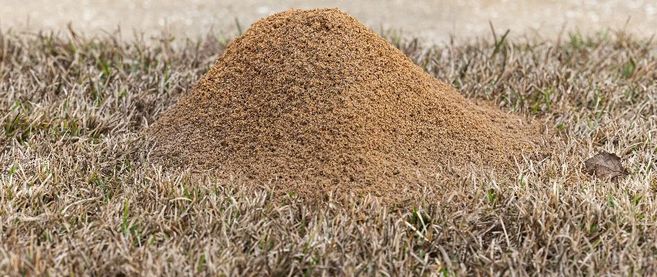 A small fire ant mound in Fort Worth, TX, on a brown lawn.