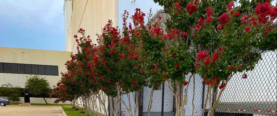 Healthy crepe myrtle trees in Fort Worth, TX, with red flowers.