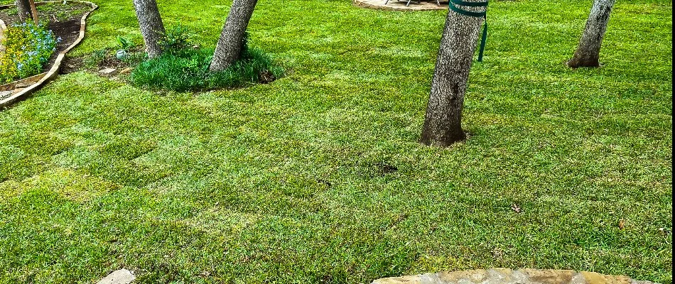 Sod installed around trees in Fort Worth, TX.