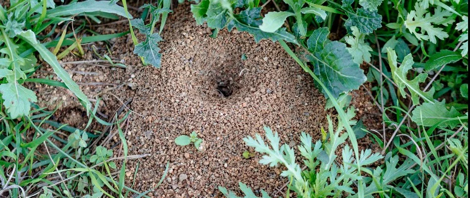 Close-up of an ant mound surrounded by green grass and leafy plants, showcasing the natural habitat of ants