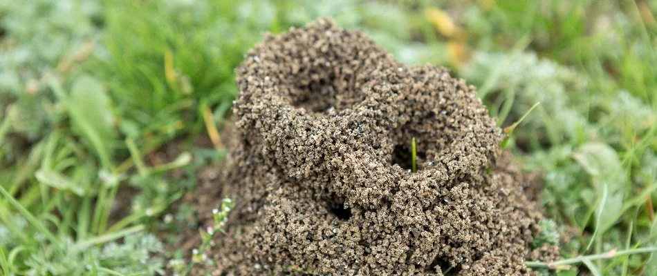 Anthill on a lawn in Joshua, TX.