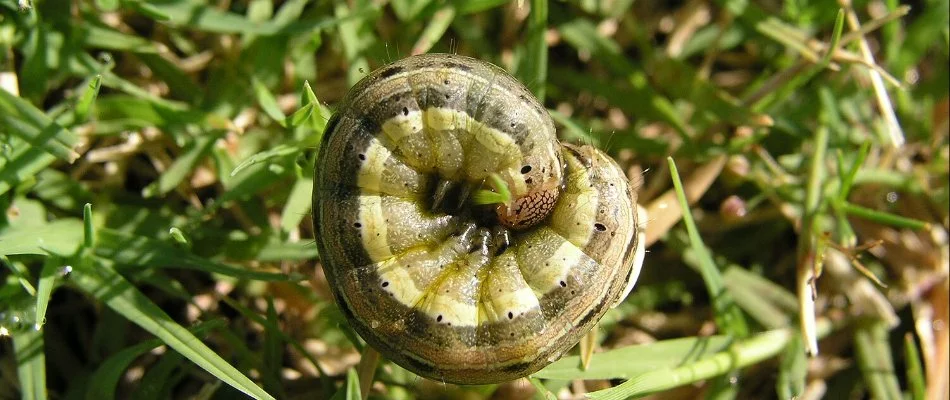 A close-up of an army worm caterpillar curled up on green grass.