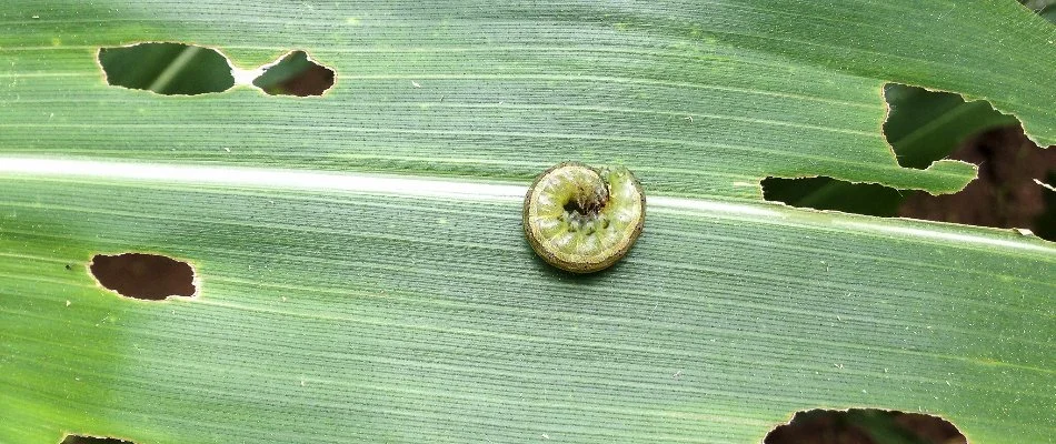 Armyworm on a damaged grass blade in Fort Worth, TX.