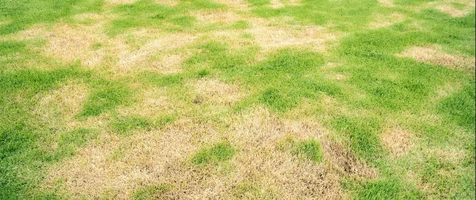 Armyworm damage on a lawn in Fort Worth, TX.