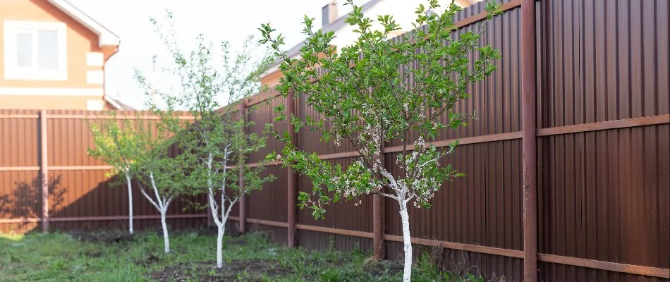 A tranquil backyard scene featuring young fruit trees with blooming flowers, surrounded by a brown wooden fence and lush greenery under natural lighting.