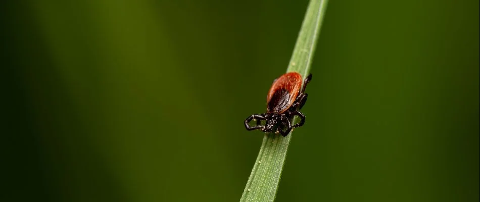 Chigger on a blade of grass in Fort Worth, TX.