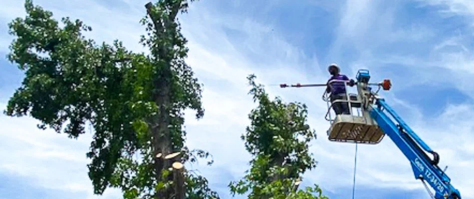 Crew in Watauga, TX, performing tree removal.