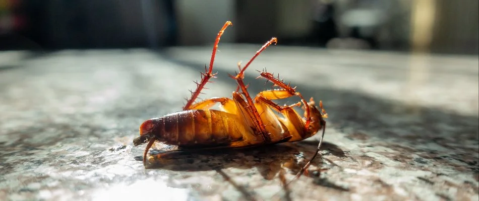 A dead cockroach lying on a granite surface, with its legs up, illuminated by natural light.