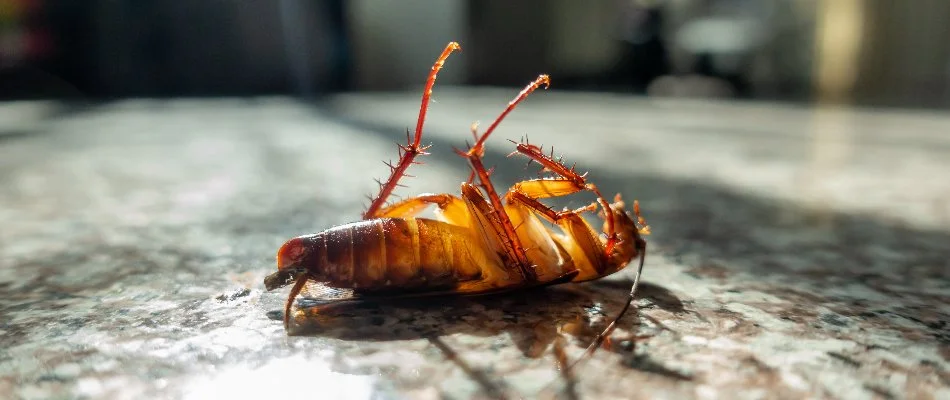 Dead cockroach on its back.