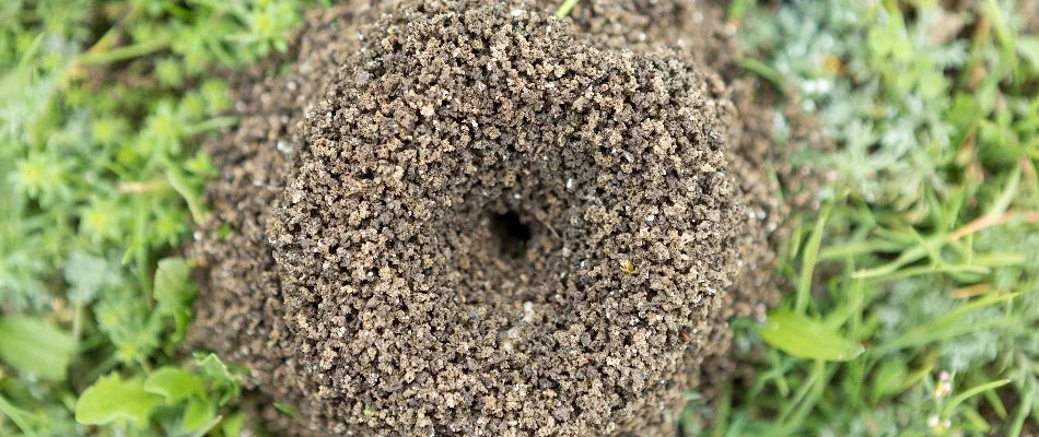 Fire ant mound with a hole in the middle on a lawn in Fort Worth, TX.