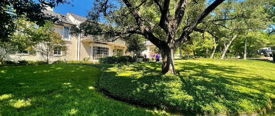 Healthy green lawn under a tree in Roanoke, TX.