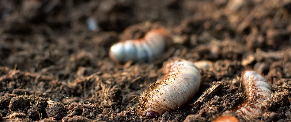 A close-up image of grubs embedded in rich, dark soil.