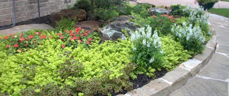 Landscape bed in River Oaks, TX, with well-arranged flowers and plants.