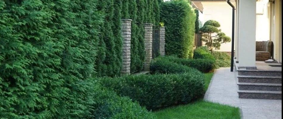 A landscaped garden featuring tall privacy hedges and manicured shrubs alongside a pathway leading to a home, showcasing vibrant green grass and a well-maintained outdoor space.