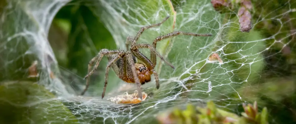 A large spider in the middle of a web on a property in Fort Worth, TX.