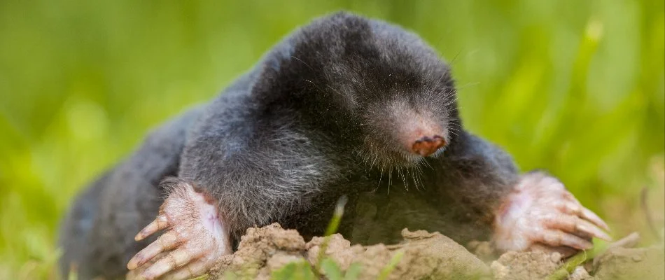  Close-up of a mole resting on the ground, displaying its dark fur and distinctive claws in a grassy environment