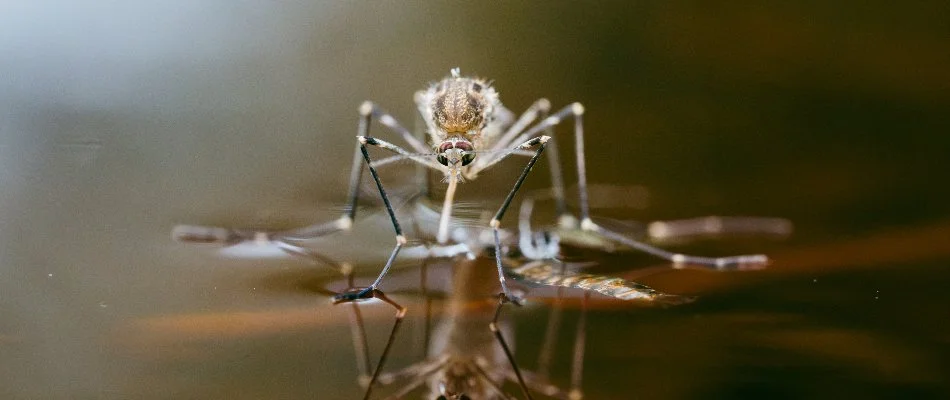 Mosquito on top of standing water in Fort Worth, TX.