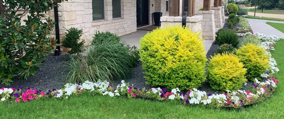 Neat shrubs and colorful flowers on a mulched landscape bed in Richland Hills, TX.