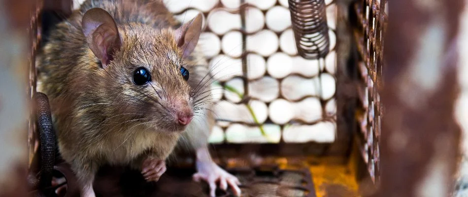 Rodent inside of a trap in Fort Worth, TX.