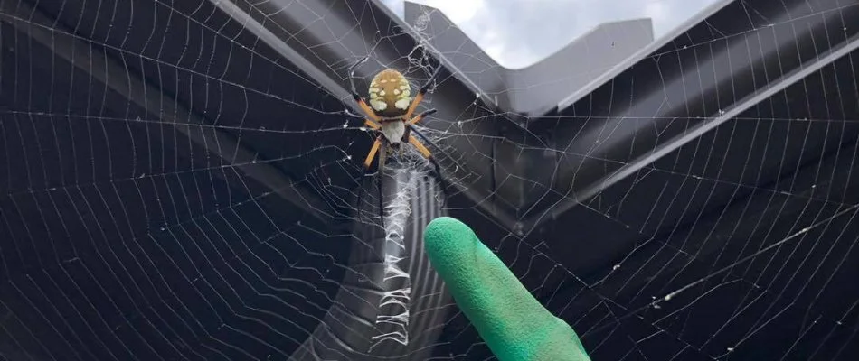 Spider found before pest control in Trophy Club, TX.