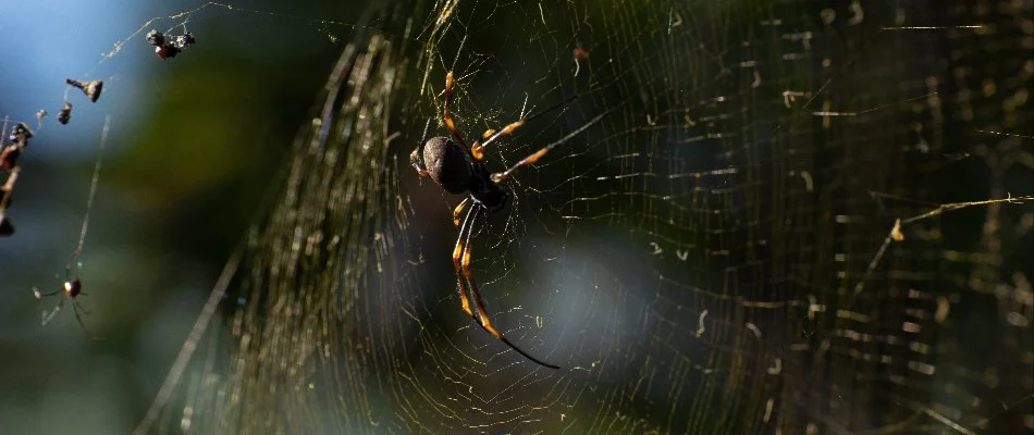  A spider weaving in its web, surrounded by a blurred natural background, showcasing intricate web patterns and the spider's coloration.