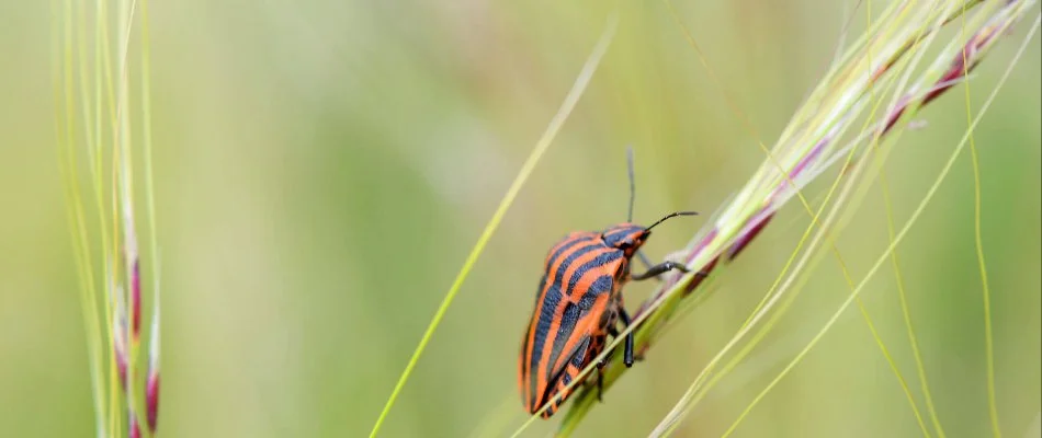 A striking image of a striped beetle perched on a blade of grass.