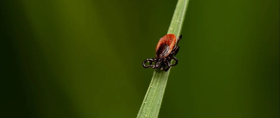 Close-up of a tick perched on a green leaf, highlighting its distinctive reddish-brown body against a blurred green background