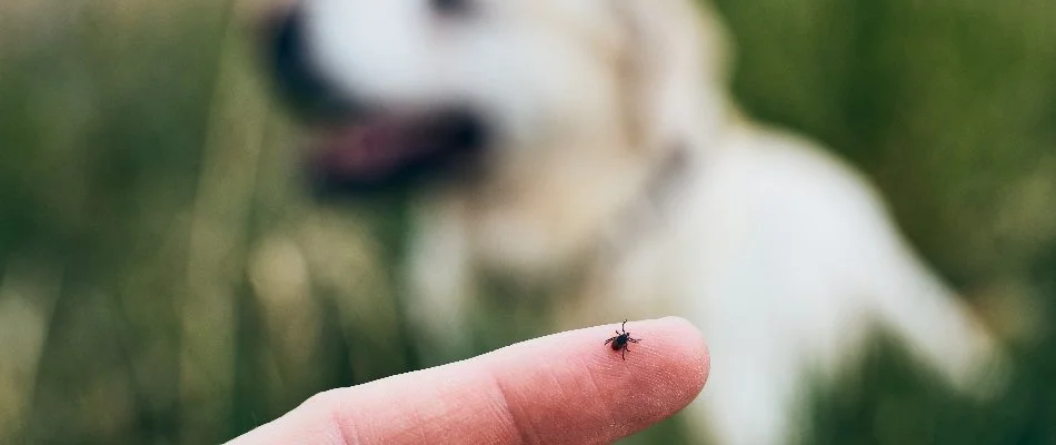 Tick on the tip of a finger in Fort Worth, TX.