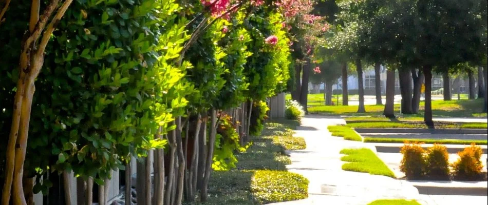 Trees and shrubs for commercial landscaping in Crowley, TX.